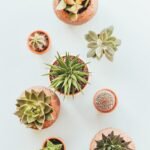 Potted Succulents and Cacti