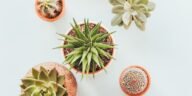 Potted Succulents and Cacti